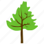 agriculture, broad leaves tree, cedar tree, cedar wood, forest tree 