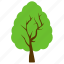 afghan pine, forest, generic tree, greenery, tree 