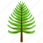 coniferous tree, fir tree, nature, pine tree, poplar tree 