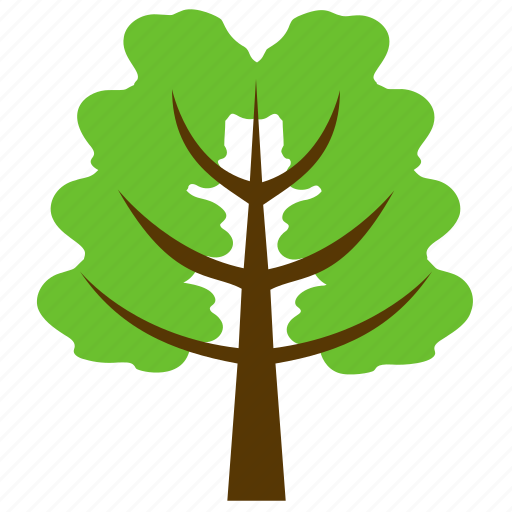 Canadian hemlock, eastern hemlock, eastern hemlock-spruce, greenery, nature icon - Download on Iconfinder