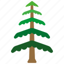 branches, cedar, evergreen, forestry, leaves, tree