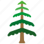 branches, cedar, evergreen, forestry, leaves, tree 