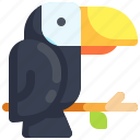 tropical, toucan, bird, animal