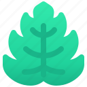 botanical, leaf, plant, vein