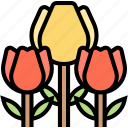 tulip, flower, blossom, garden, nature