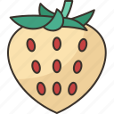 pineberry, fruit, strawberry, albino, sweet