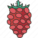 tayberry, berry, fruits, plant, garden