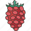 tayberry, berry, fruits, plant, garden 