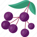 elderberry, berries, fruit, juicy, vitamin