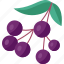elderberry, berries, fruit, juicy, vitamin 