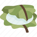 kashiwamochi, leaf, wrapped, fest, confection