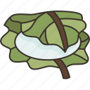 kashiwamochi, leaf, wrapped, fest, confection