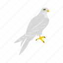 american, bird, feather, hawk, head, logo, predator