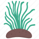 aquatic plant, edible seaweed, fresh seaweed, green algae, seaweed 