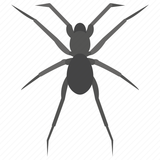 Animal, bug, insect, scary insect, spider icon - Download on Iconfinder