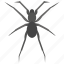 animal, bug, insect, scary insect, spider 