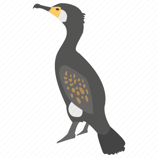 Aquatic bird, bird, cormorant, phalacrocoracidae, shags icon - Download on Iconfinder