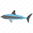 blue whale, killer whale, sea animal, sperm whale, whale 