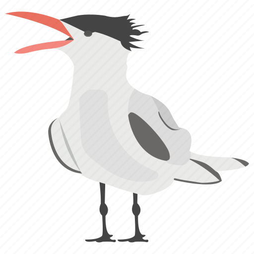 Crested tern, greater crested, ocean bird, seashore bird, swift tern icon - Download on Iconfinder