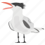 crested tern, greater crested, ocean bird, seashore bird, swift tern 