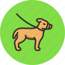 animal, dog, friend, leash, muzzle