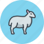 animal, ewe, mutton, ram, sheep 