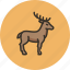 animal, deer, elk, hoof, horns 