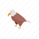 animal, bird, eagle, hawk, isometric, mascot, wing