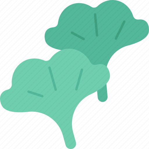 Ginkgo, leaves, herbal, foliage, botany icon - Download on Iconfinder