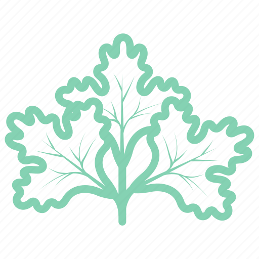 Chinese parsley, coriander, coriandrum, fresh coriander, ingredient, sativum, vegetable icon - Download on Iconfinder