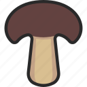 boletus, fungi, mushroom, toadstool