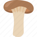 boletus, brown, french horn, king, mushroom, oyster, trumpet