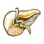 gallbladder, cholecyst, biliary, organ, biology 
