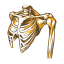shoulder, joint, scapula, body, bones, anatomy 