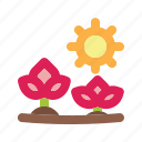 flowers, sun, wild flower, spring, summer, holiday, season, weather, nature, garden