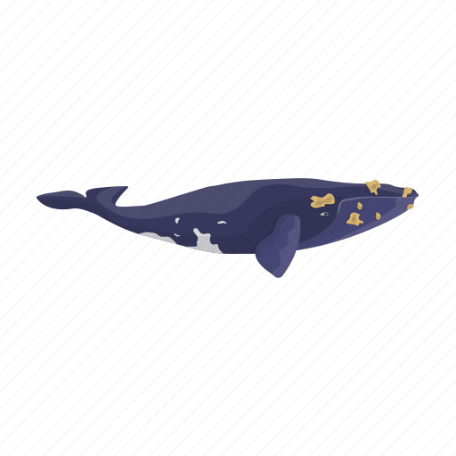 Animal, greenlandic, mammal, marine, whale icon - Download on Iconfinder