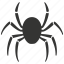 arachnid, eight legs, spiders, silk, venomous, arthropod