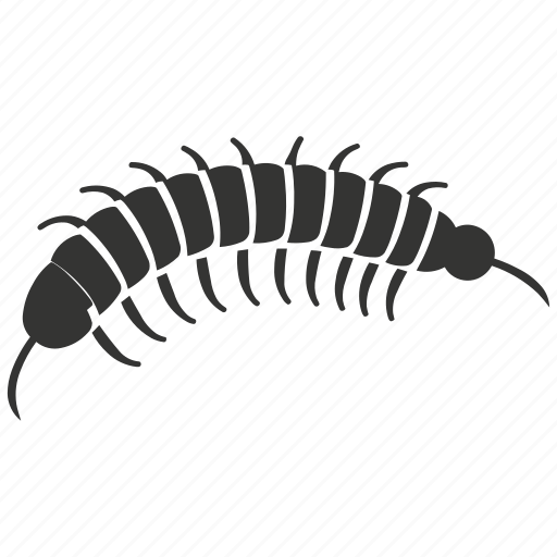 Centipede insect, many legs, carnivorous, segmented, venomous, arthropod icon - Download on Iconfinder