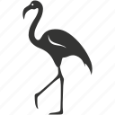 flamingo bird, waders, pink plumage, tropics, waterfowl, bird