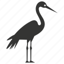 crane bird, large, waders, long neck, grus, bird