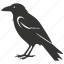 common raven bird, large, intelligent, carrion eater, corvus corax, bird 