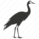 common crane bird, large, waders, long neck, grus, bird.