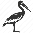 brown pelican bird, seabird, long bill, coastal, pelican, bird