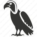 andean condor bird, large wingspan, vultur gryphus, andes, bird