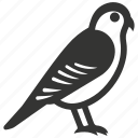 american kestrel bird, small raptor, colorful, falcon, bird of prey, hovering
