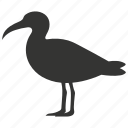 albatross bird, seabird, large wingspan, oceanic, diomedea, gliding