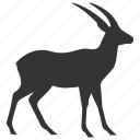 thomson&#x27;s gazelle, african, savannah, herbivore, gazella thomsonii, antelope