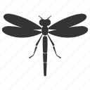 dragonfly insect, transparent wings, aerial acrobats, predators, odonata