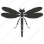 dragonfly insect, transparent wings, aerial acrobats, predators, odonata 