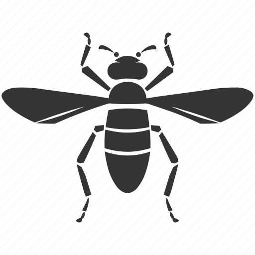 Cricket insect, night songs, chirping, jumping legs, insect icon - Download on Iconfinder